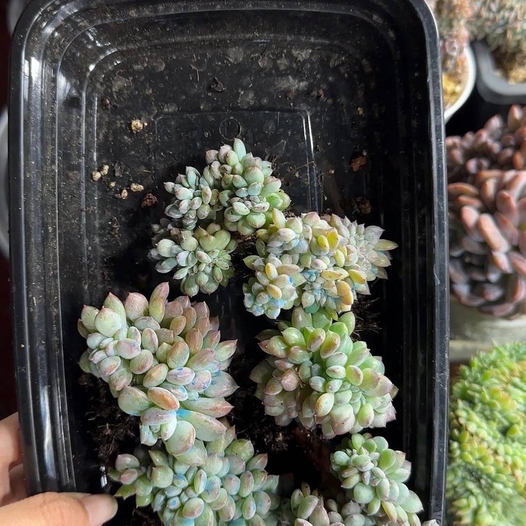 星影星影6颗随机发