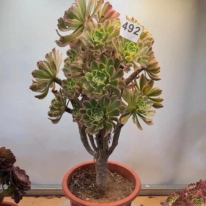 多肉法师炎日伞492