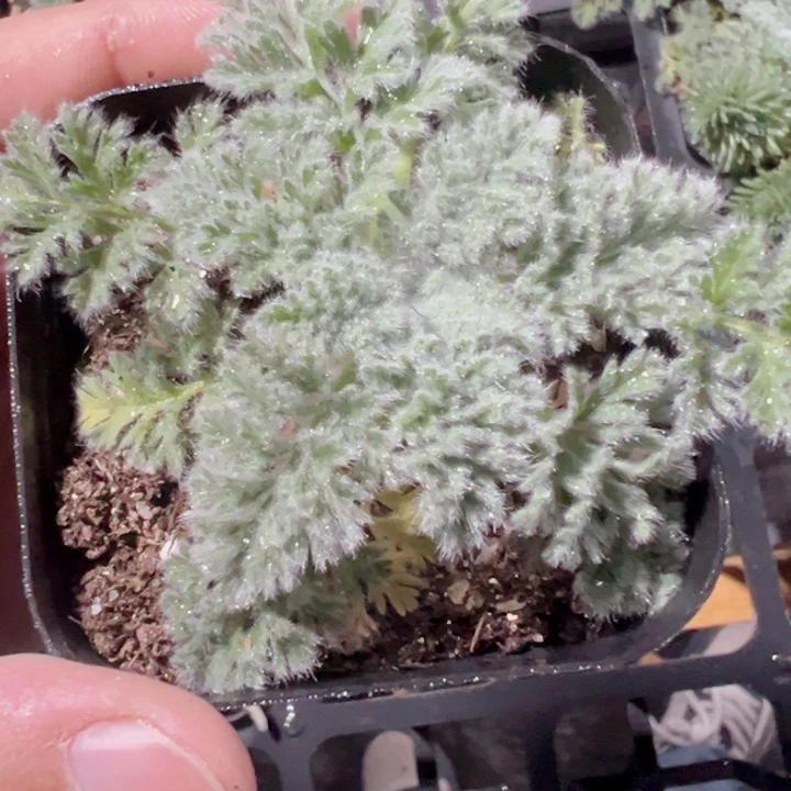 羽叶洋葵精品多肉植物