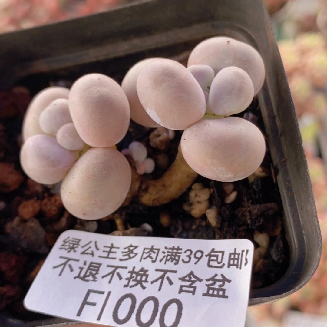 橙奶4cm1000多肉植物
