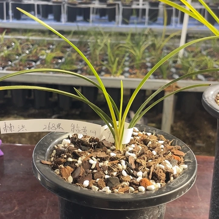 当前无花栽培后可以开花
