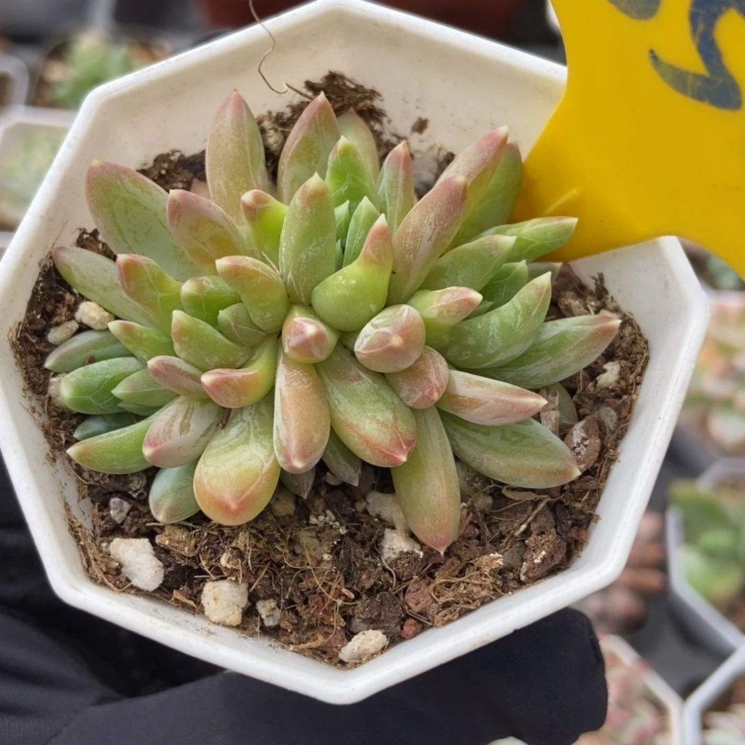 850炫彩星多肉植物保护