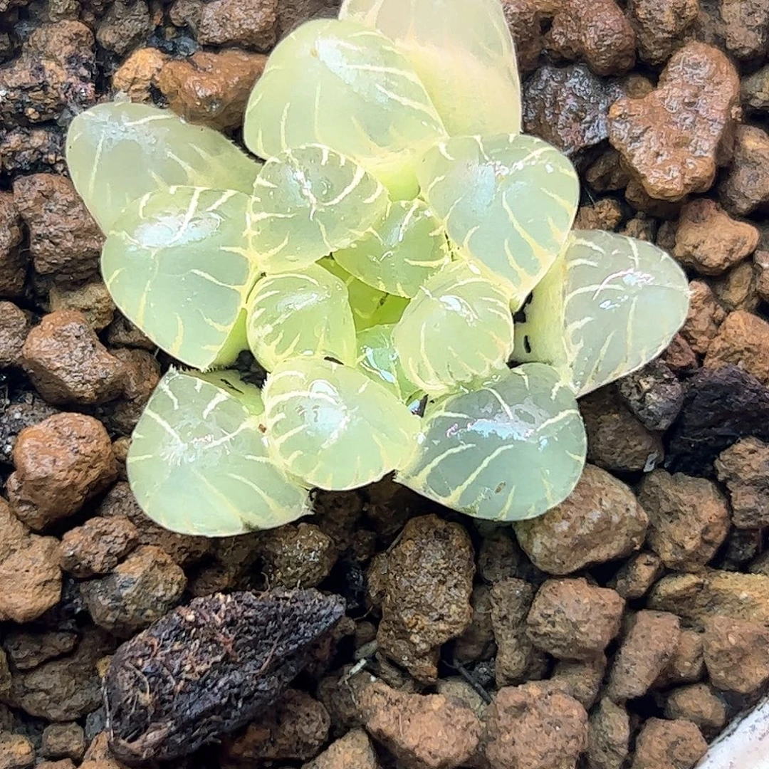 糊斑孙灯锦十二卷