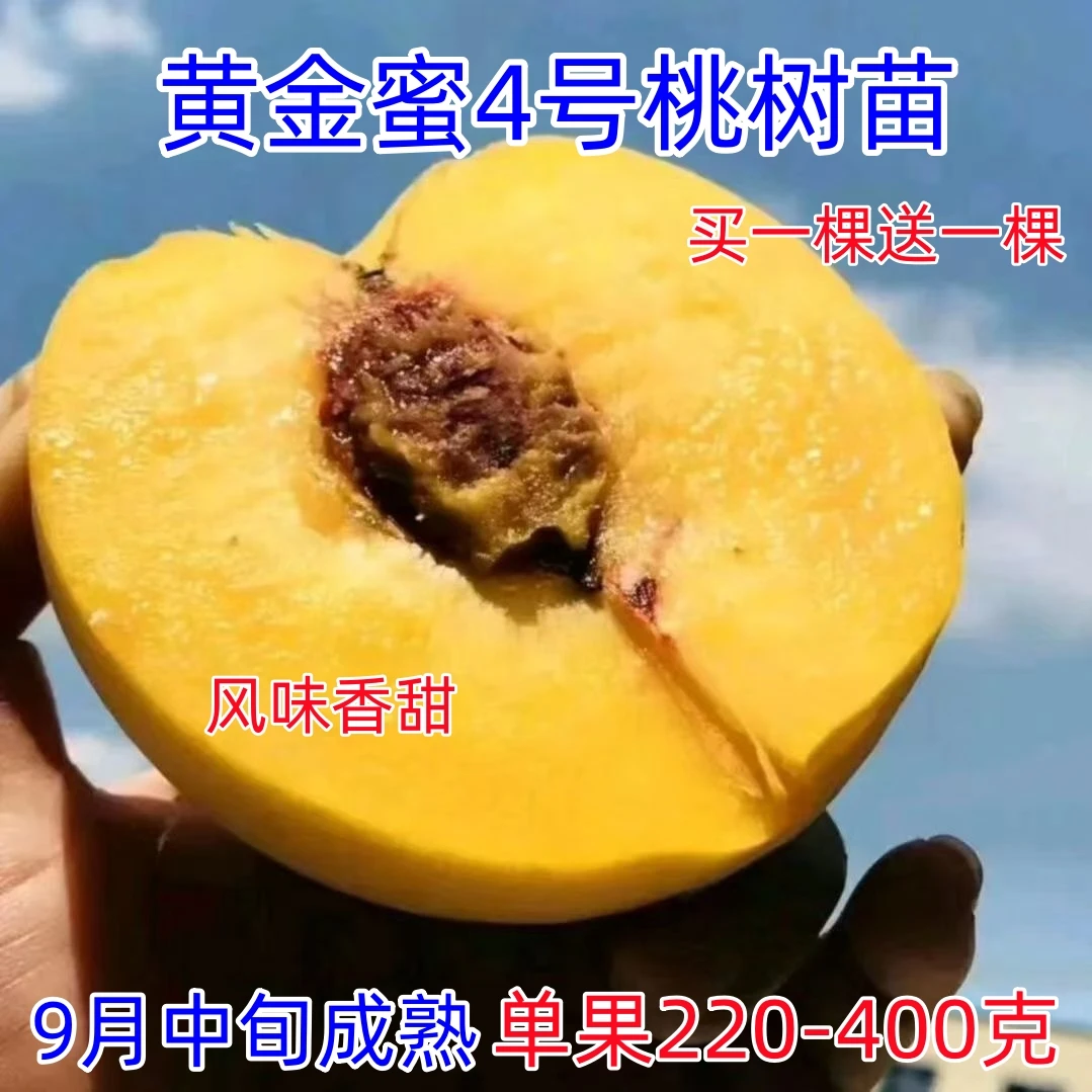 嫁接黄金蜜4号桃树苗南方北方山坡丘陵平原种植当年结果黄桃树苗