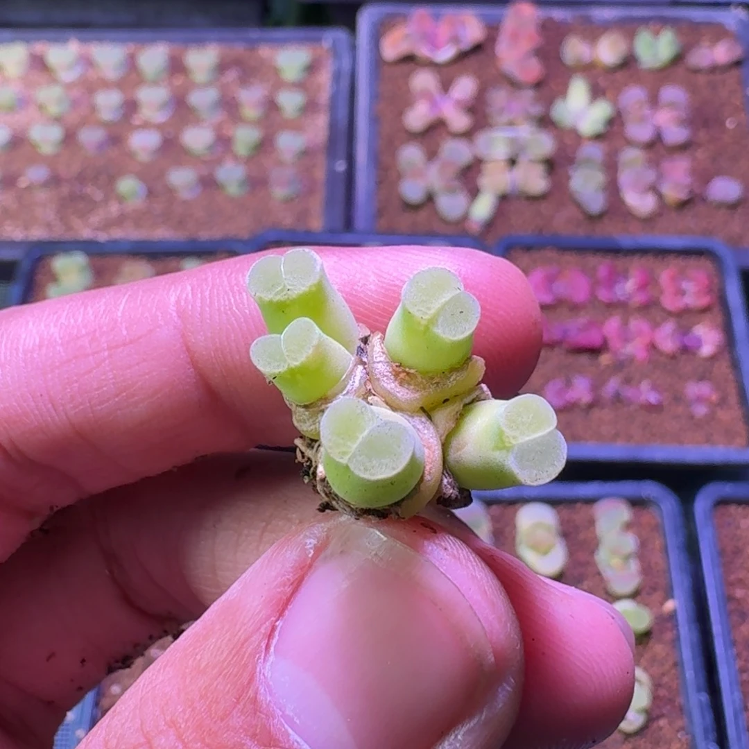 ?****?云缦精品番杏4.59