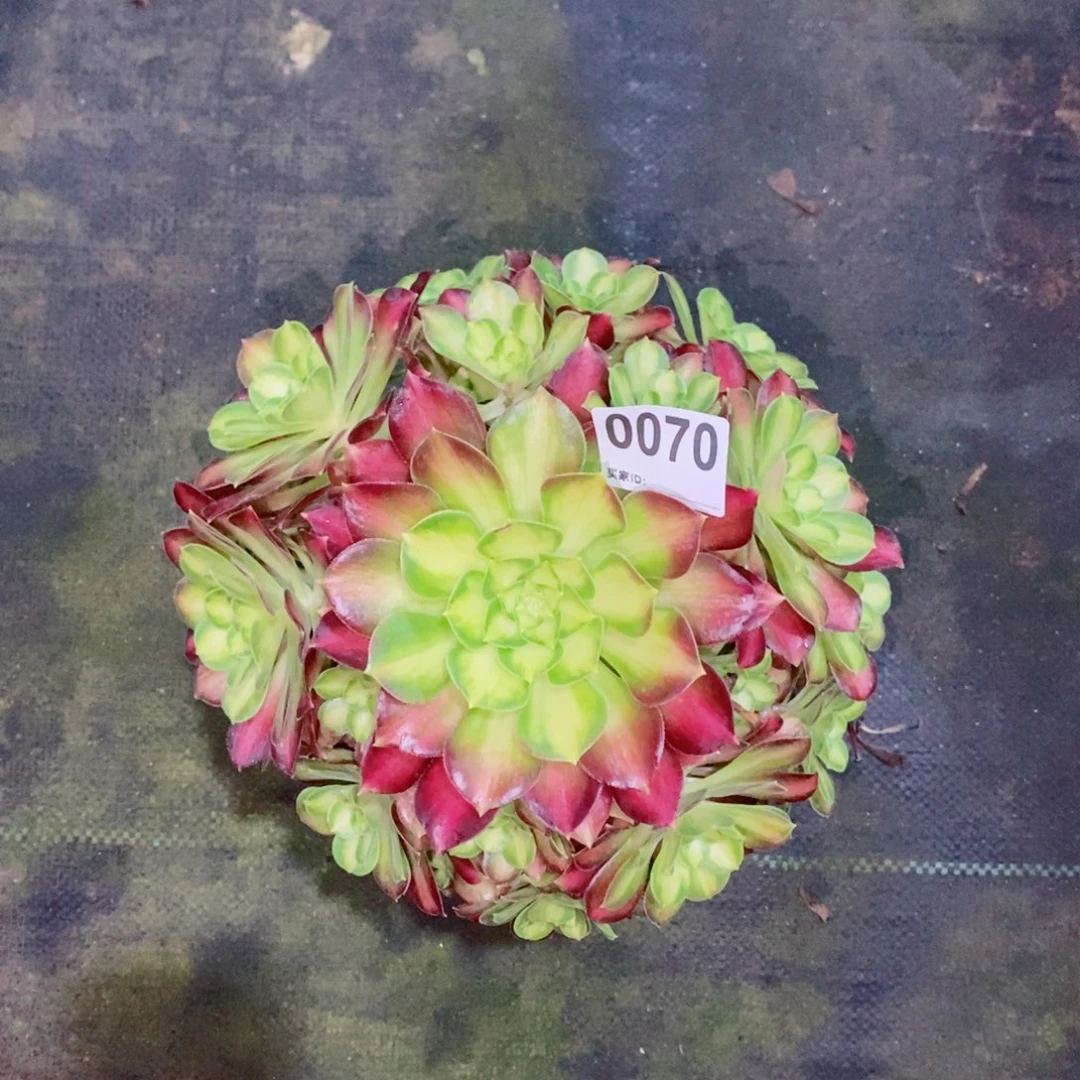 韶华0070多肉1111