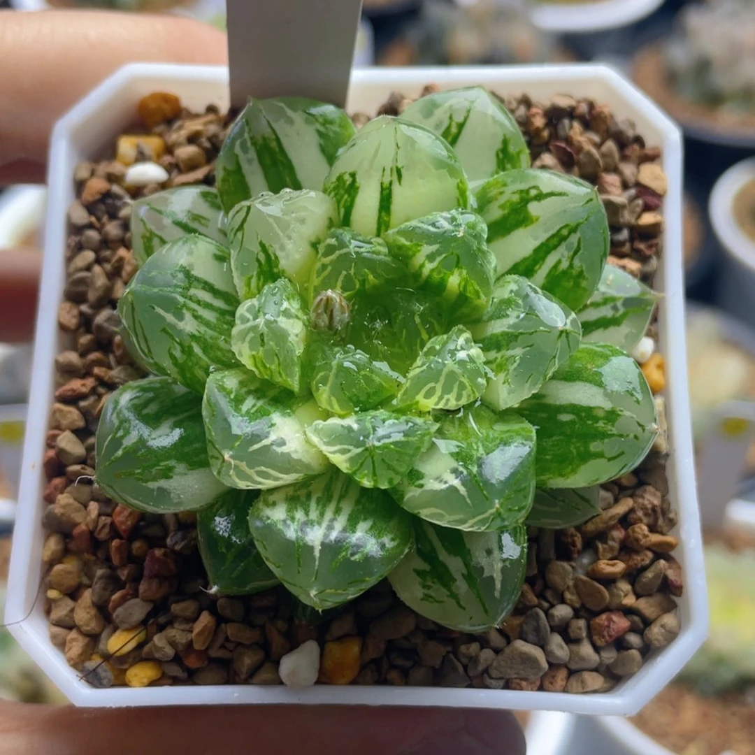 26.十二卷多肉苏州玉露锦。