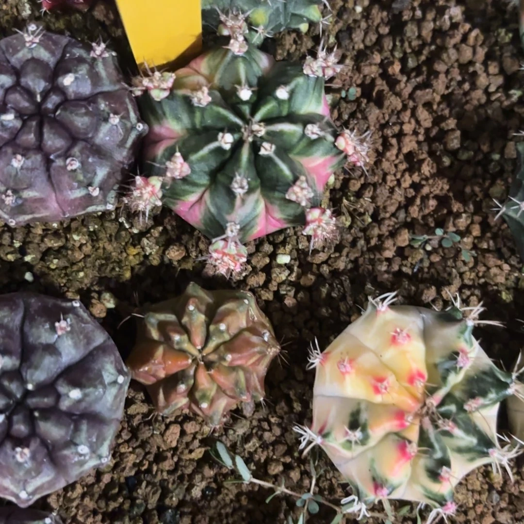 L743-1226泰国发货 泡泡糖