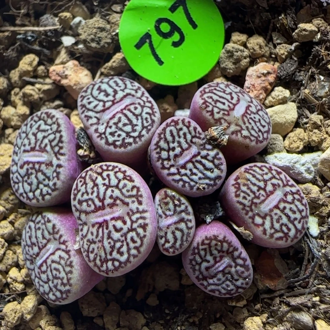 唐草墨群多肉植物797