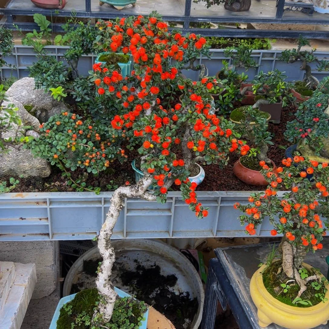 无花朵红花特大果