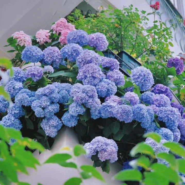 梦幻绣球花种子阳台花园绣球希望忠贞永恒之花糖果