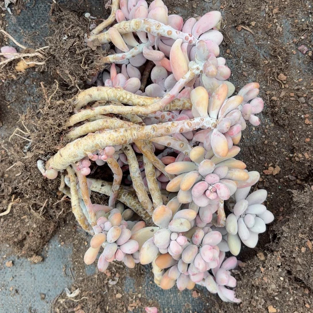 是***?桃蛋散的不售后4-7。