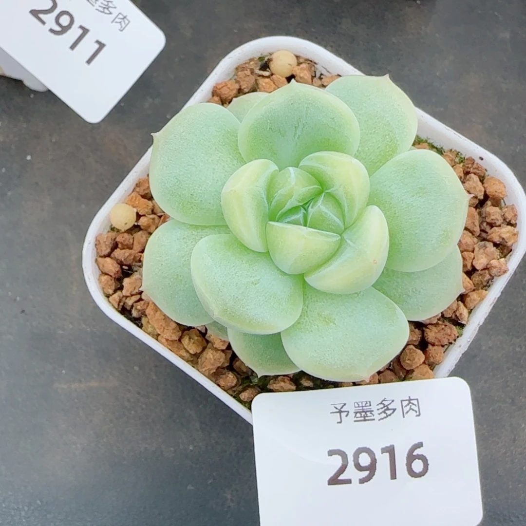 白体财富密码，2916多肉植物