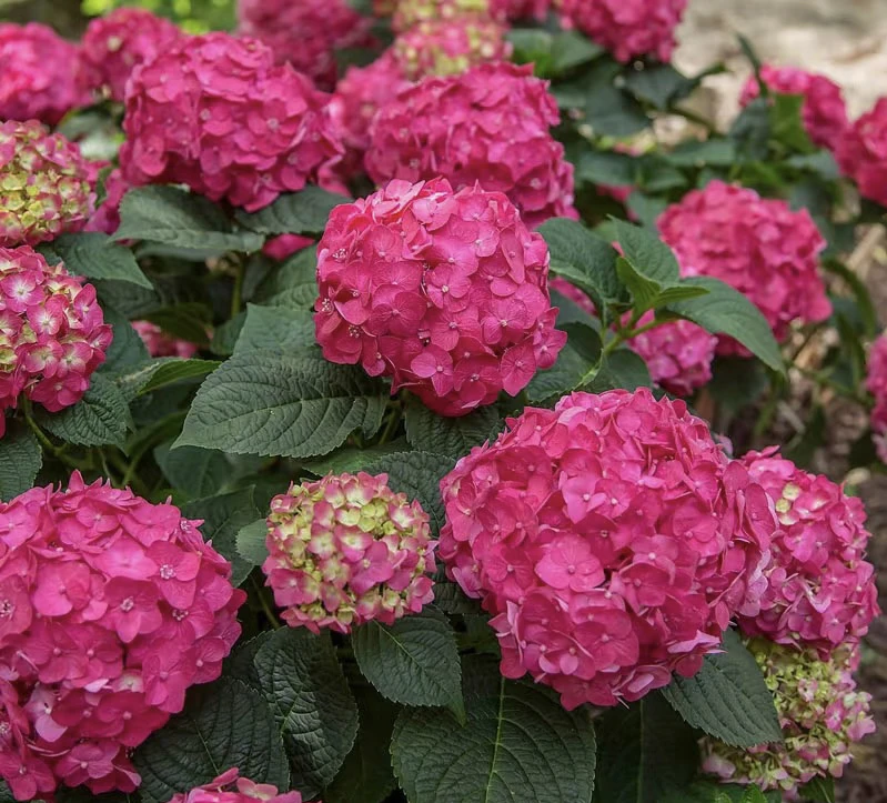 【红色无尽夏】多年生多季开花植物 【热卖】庭院阳台易养护