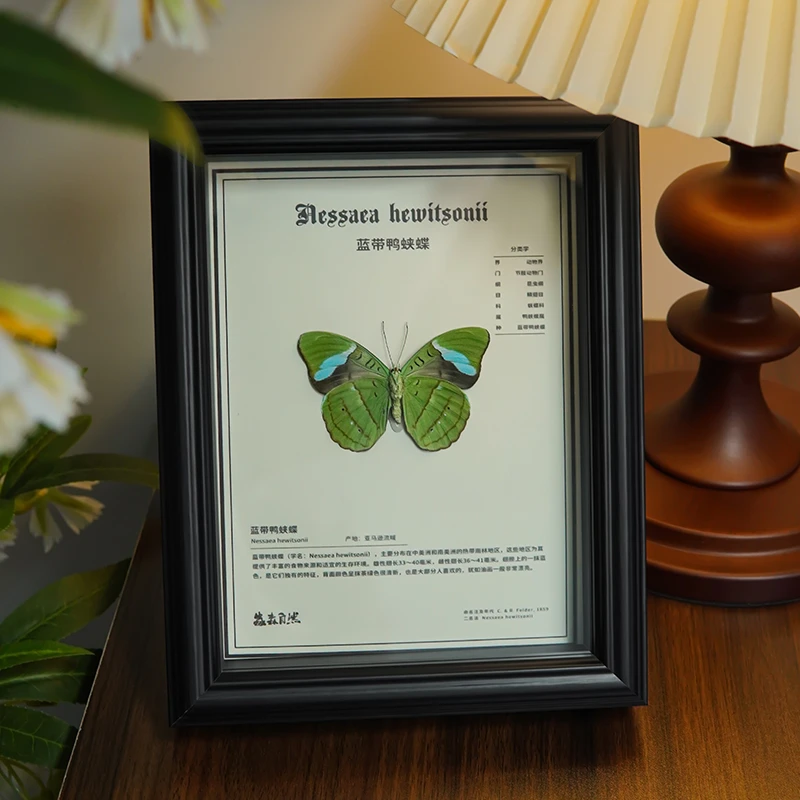 蓝带鸭蛱蝶蝴蝶标本摆件礼物绿色蝴蝶罕见昆虫标本装饰画送礼收藏