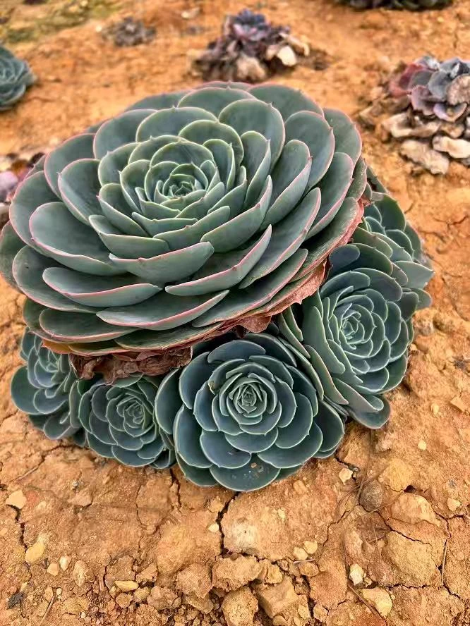精品玉蝶 新手必拍 好看好养 多肉植物瑕疵不售后
