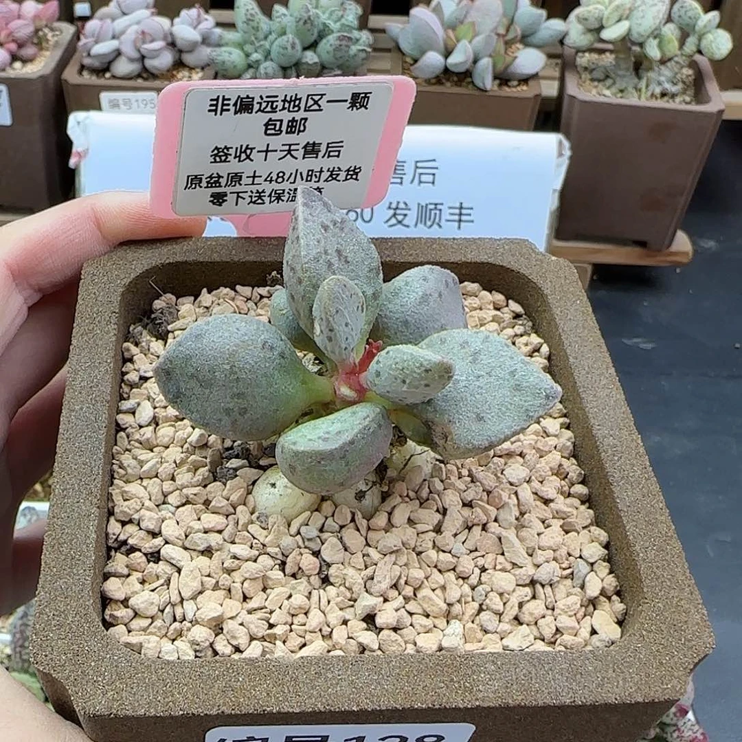 128青苍特价有伤