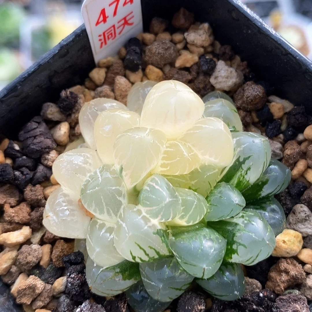 474号实生玉露锦一物一拍