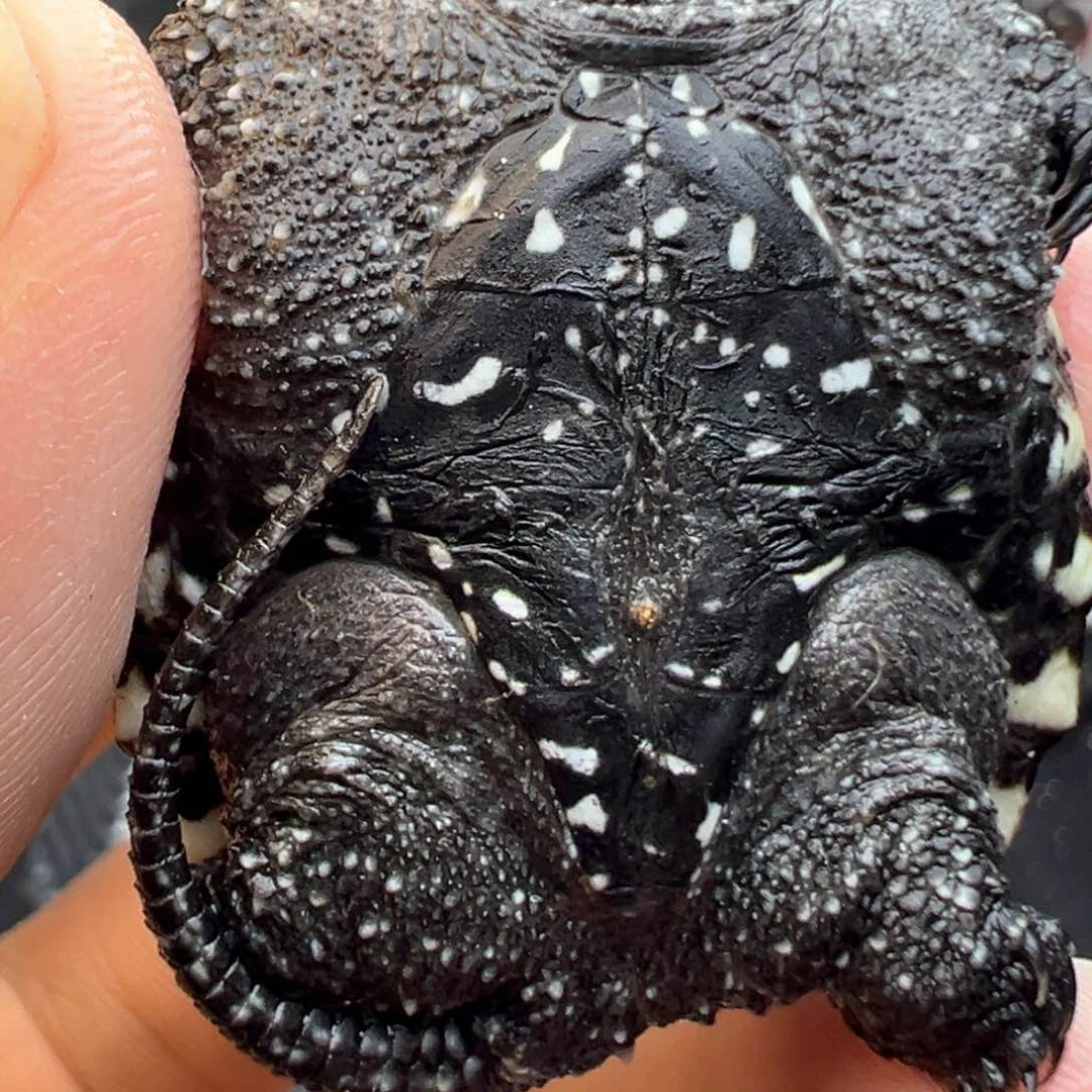 母小鳄龟张*咸不退不换