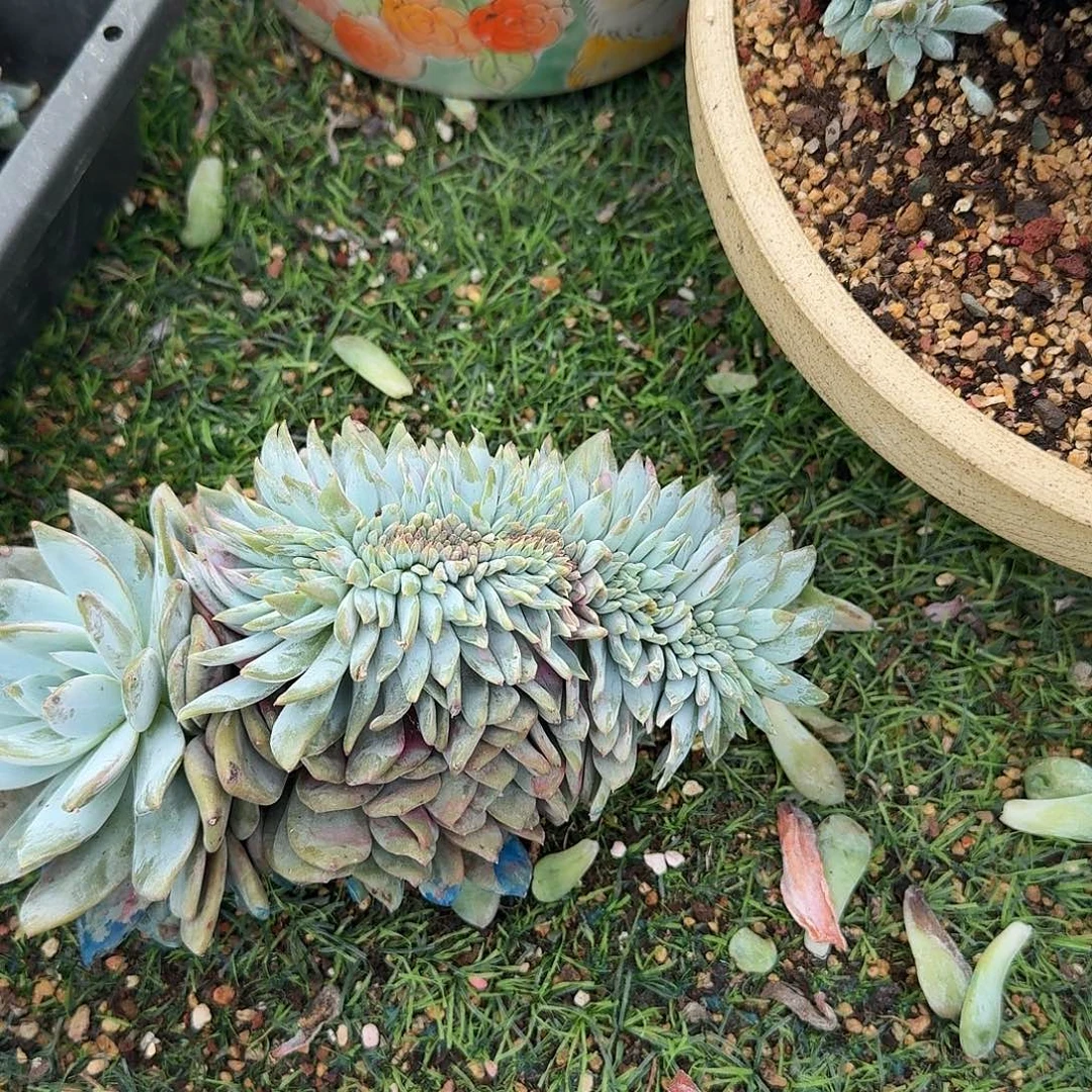 星影大缀化呀呀呀