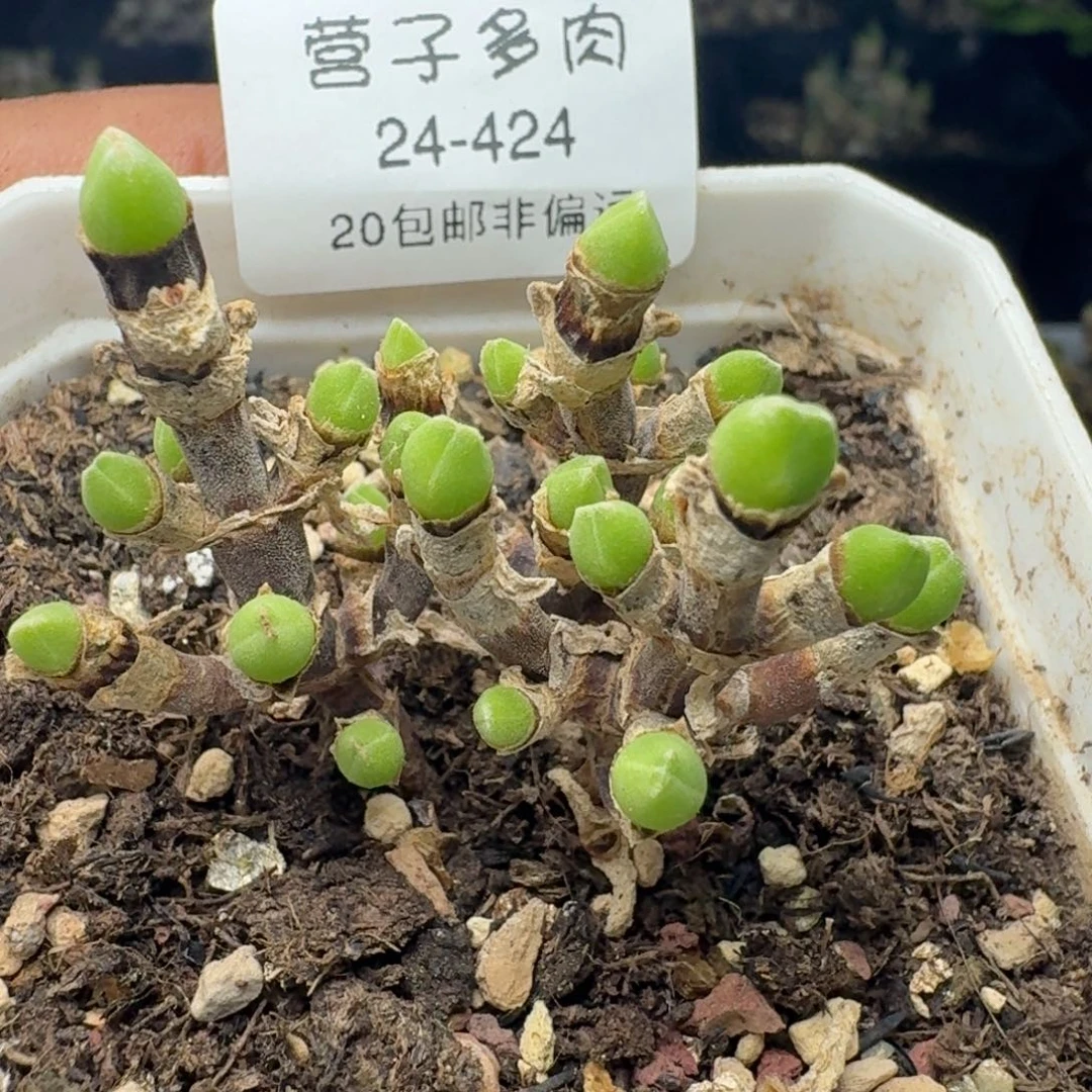 枝干短耳兔带盆土。