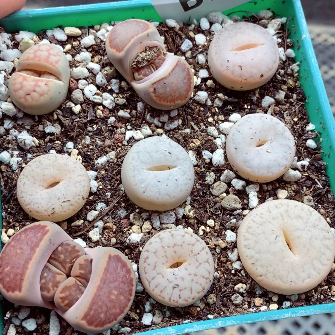 我的小姐姐们都是我393