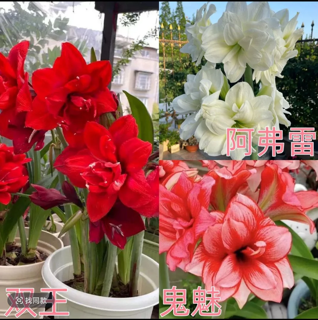 【3颗不调换品种）朱顶红种球5厘米左右