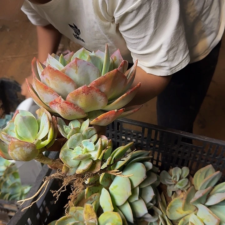 青***婷血凤 一颗 不包损9号