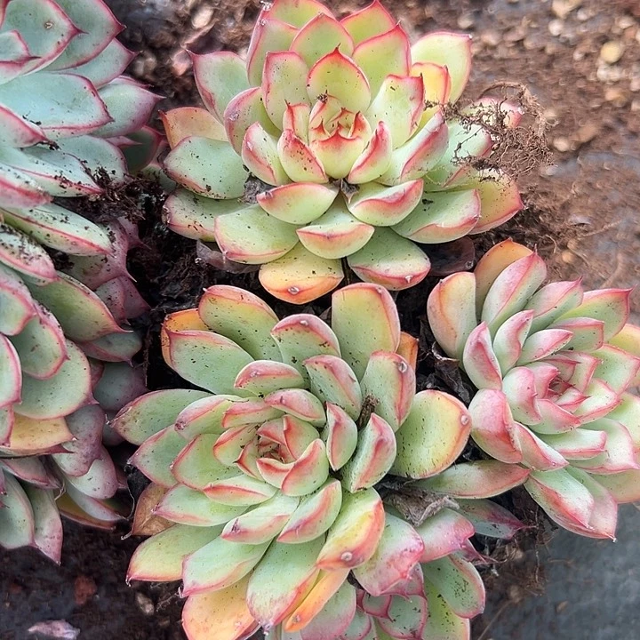 无花朵荷花。
