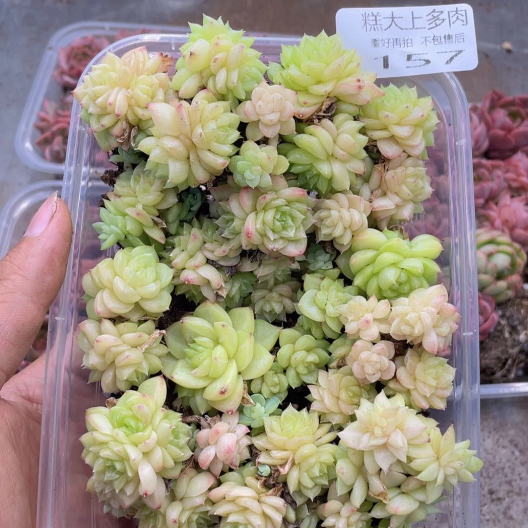 糕大上多肉植物157