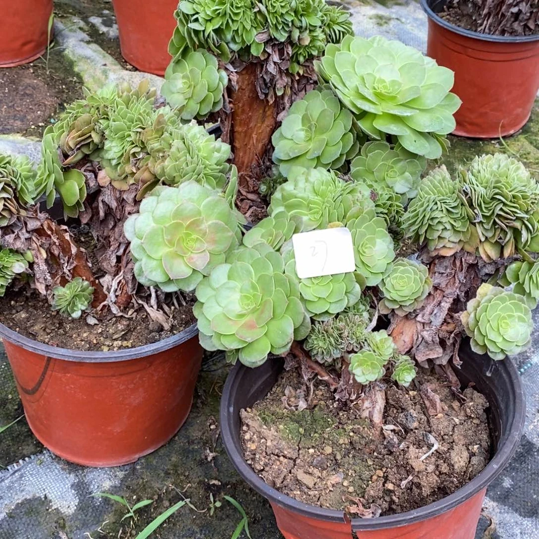 明**初多肉植物组合拼盘27