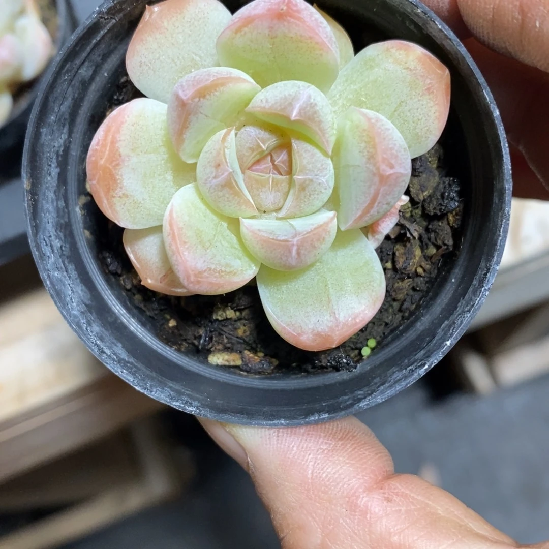 精品多肉一物一拍不包整102
