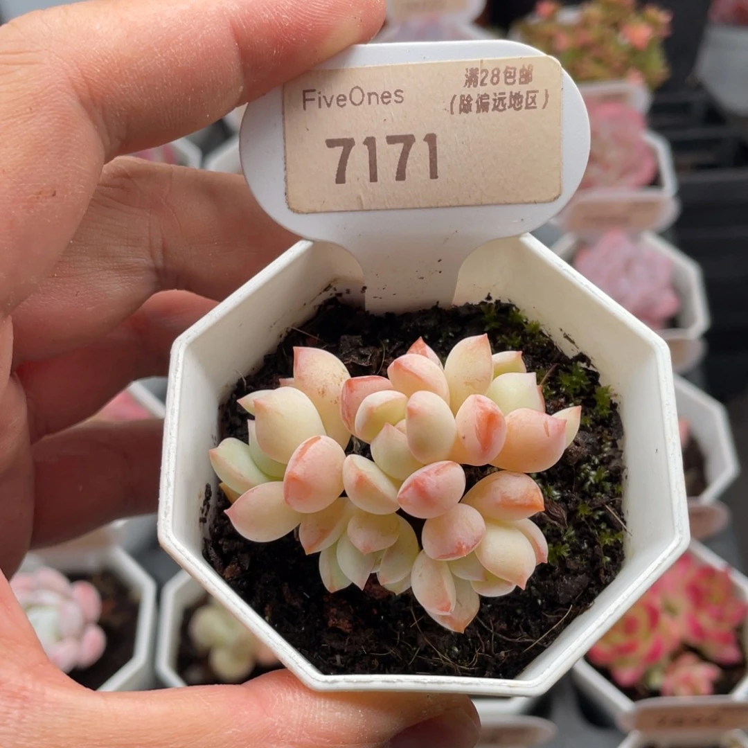 格林粉7171-5厘米