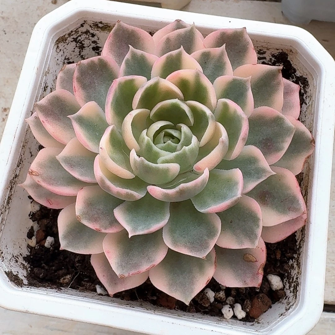 沙漠玫瑰锦多肉植物