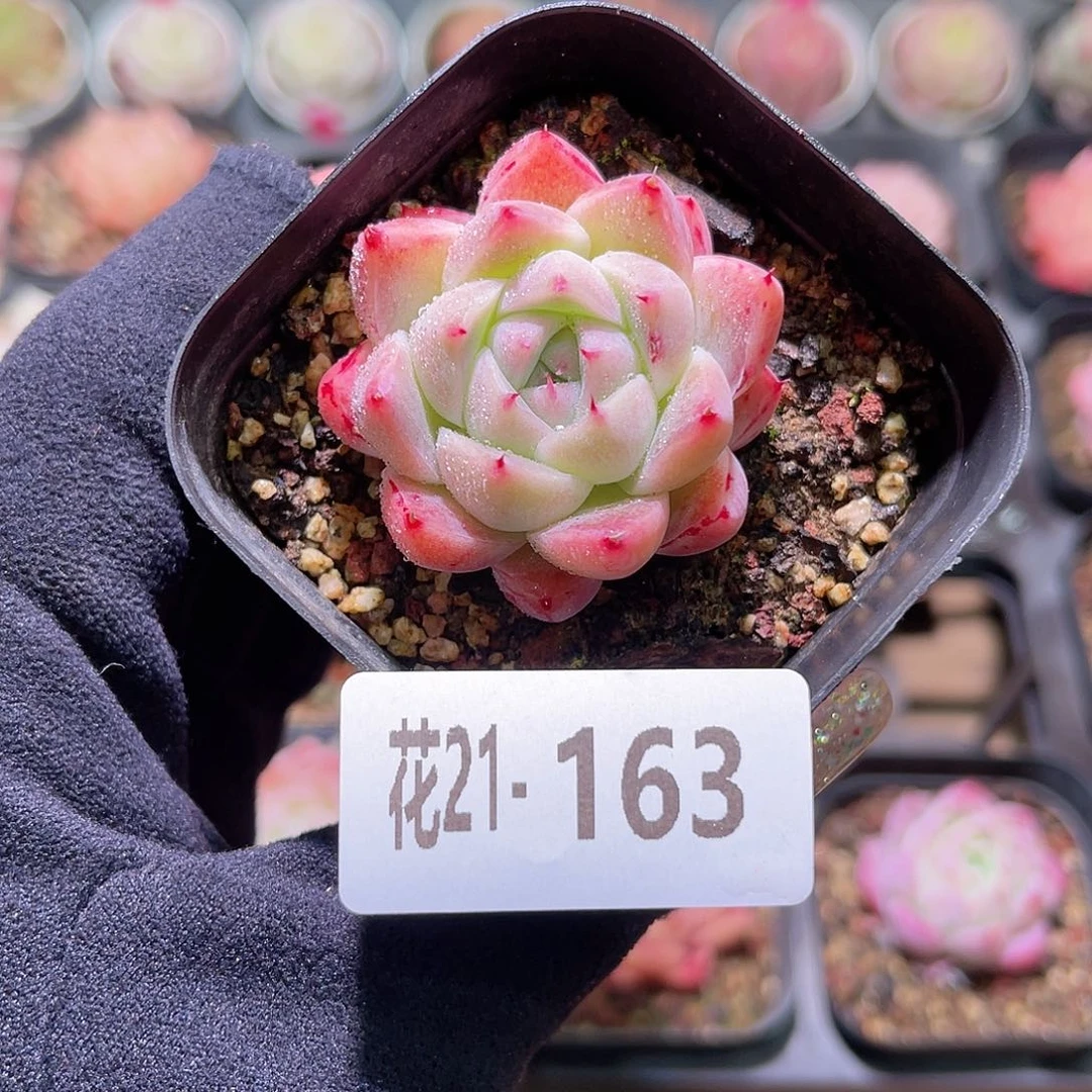 花利美21-163西施一颗
