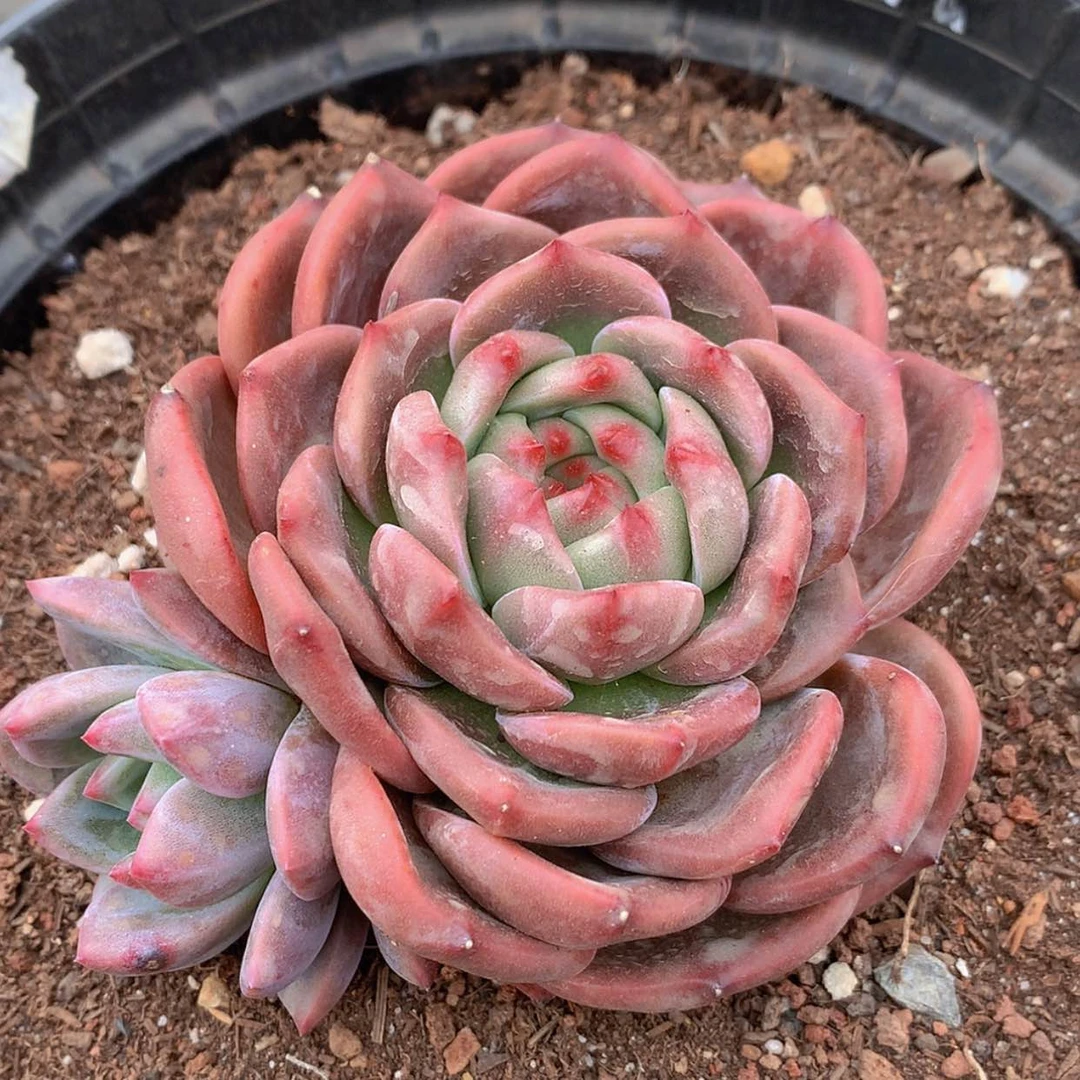 【闪购商品】云935号七厘米Q橙