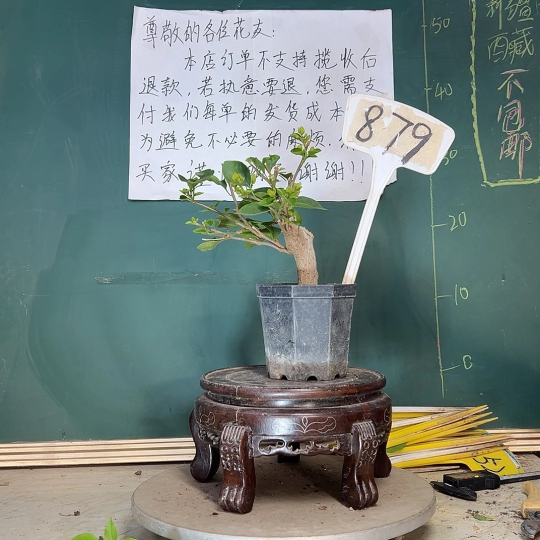 当前无花栽培后可以开花绿五宝 大宝 879