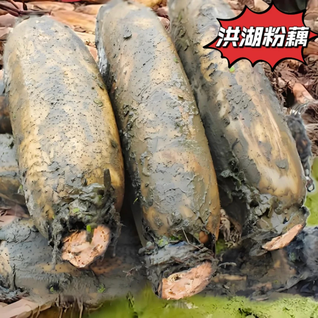 湖北洪湖煲汤粉藕 现挖现发新鲜应季蔬菜坏损包赔