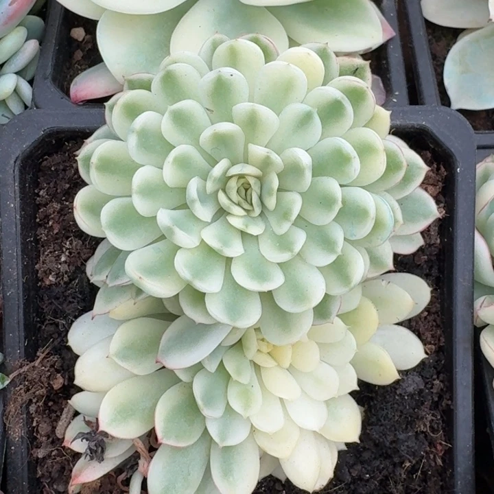 梦幻玫瑰超白锦一物一拍