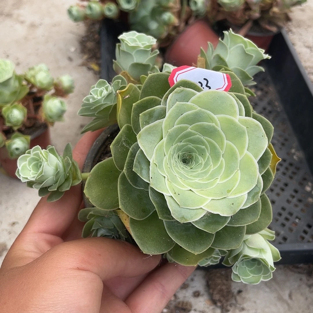 山地玫瑰多肉不售后 423