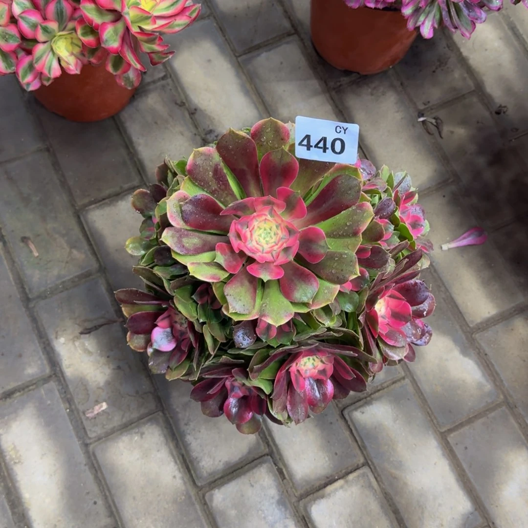 多肉植物440香妃。法师