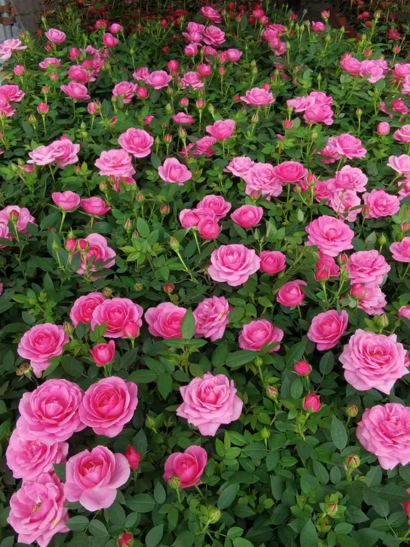 【淑女】1加仑月季棒棒糖原盆原土 粉色粉紫色月季 成都基地直发