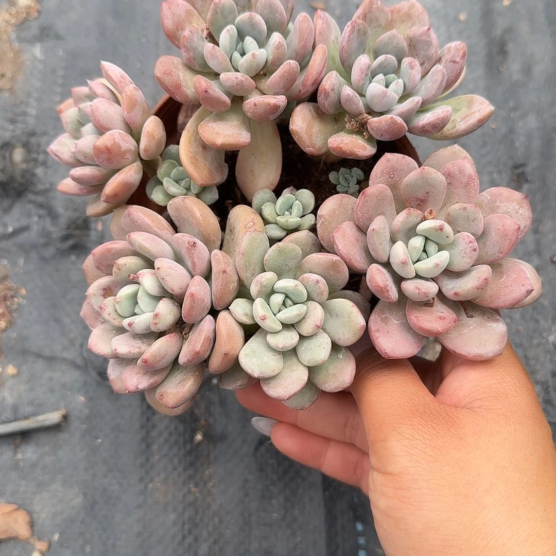 花斑鹿大号多肉植物