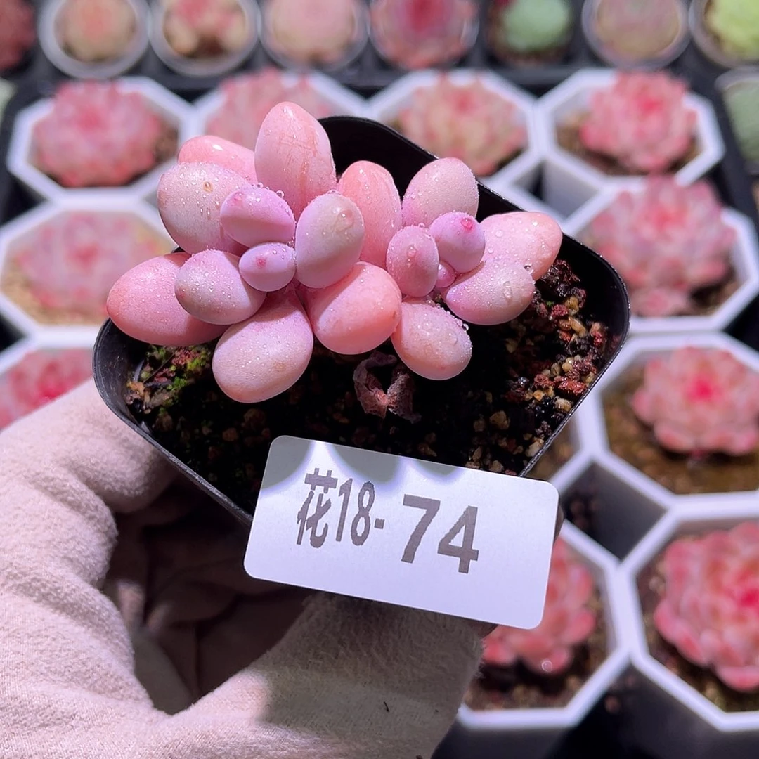 花利美18-74桃蛋双头