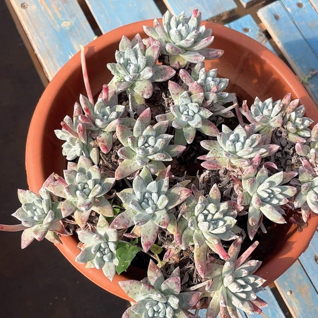 【闪购商品】白姆杂苹果叶