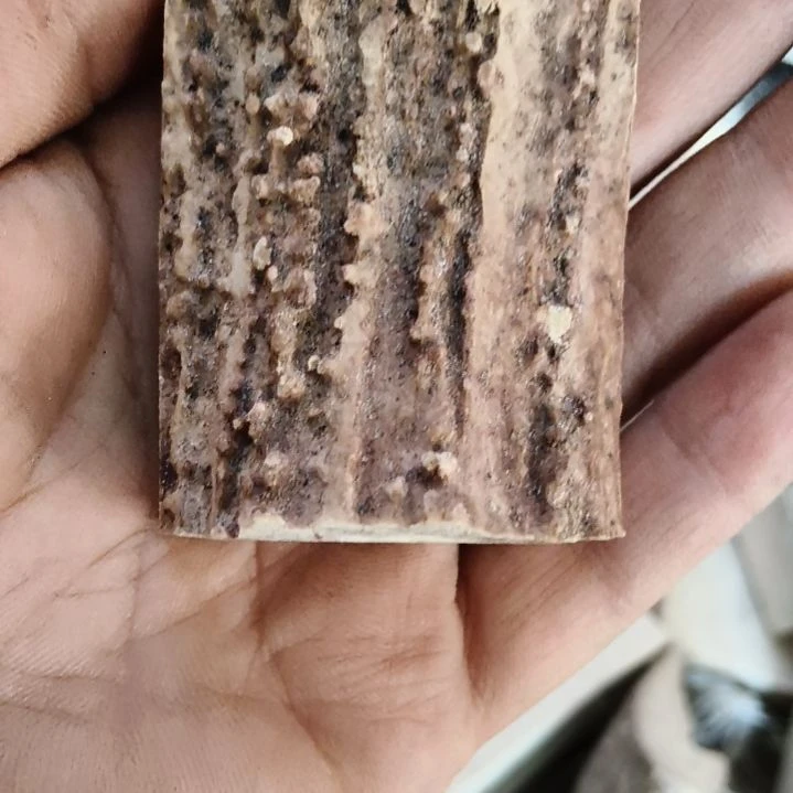 够***️鹿角鹿角鹿角鹿角鹿角鹿角