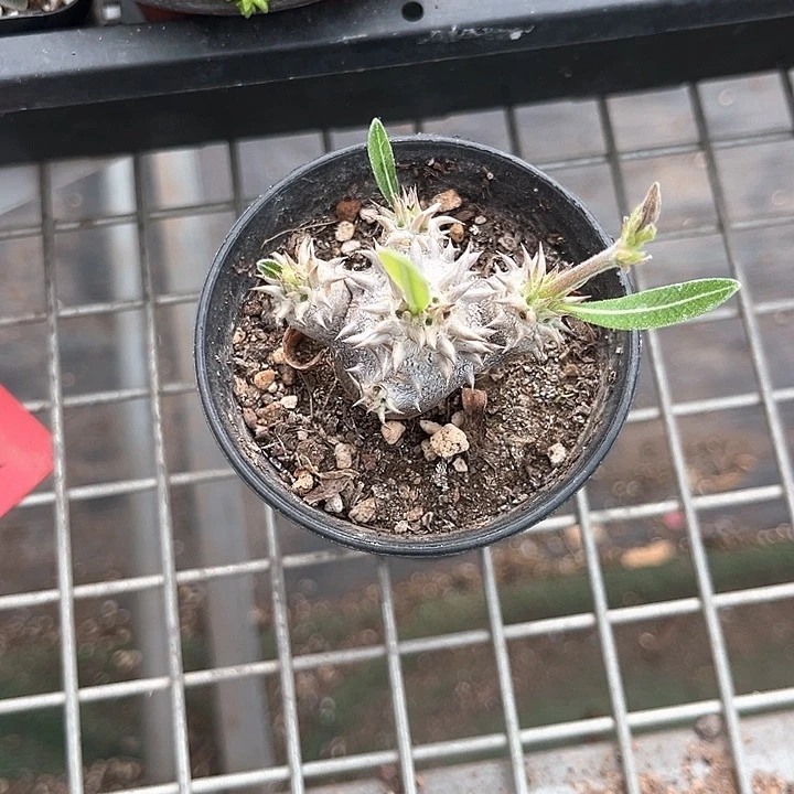 z**o我也不知道我为什么要