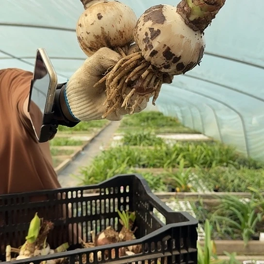 1号杂交两颗9-10厘米开花无售后开盲盒