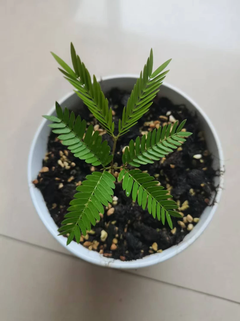 福利款密叶猴耳环小苗