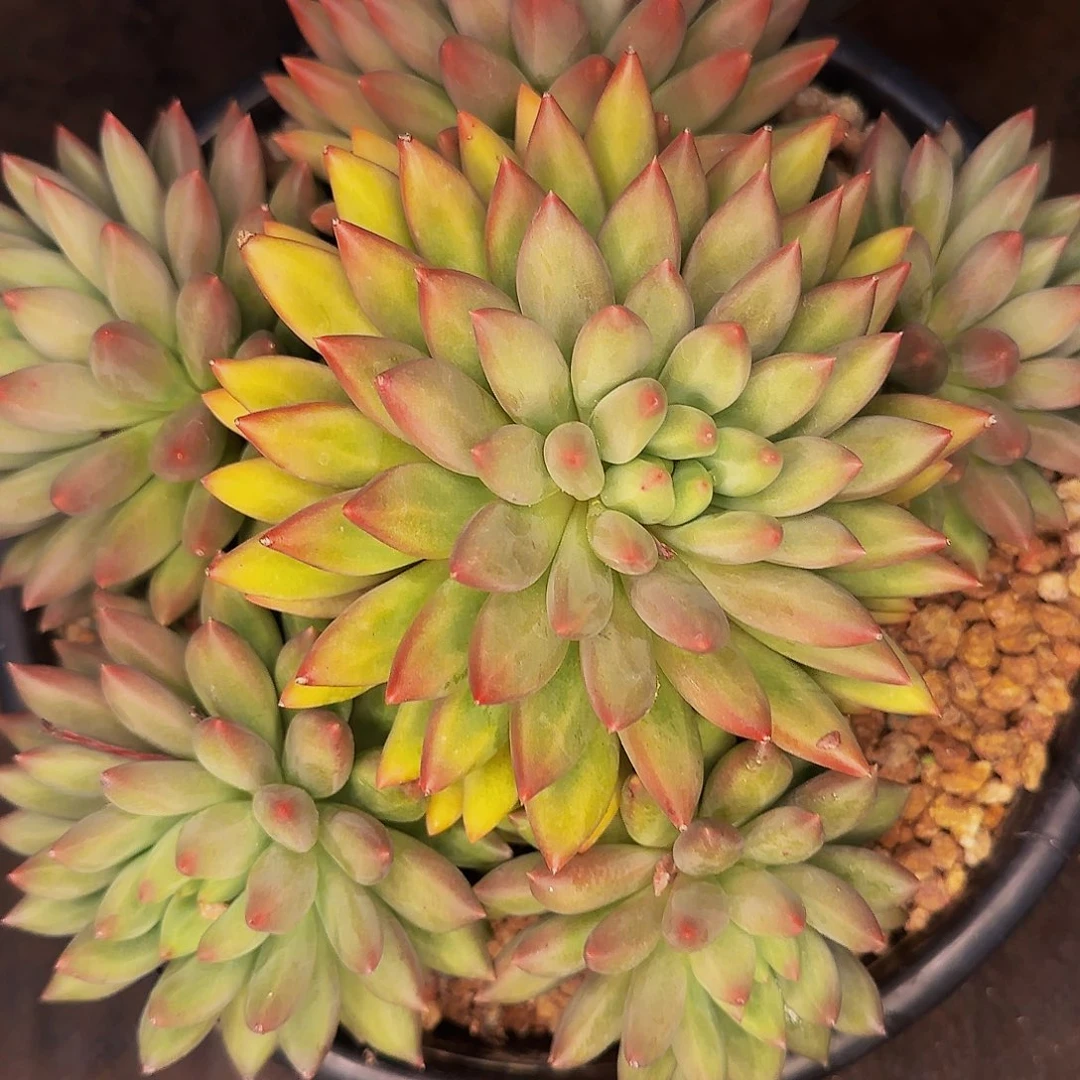 很***唐吧来看看咯哦哦哦哦哦哦啊